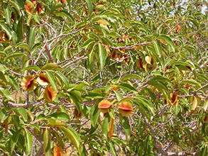 le quinqueliba ou kinkeliba Combretum micranthum : crédit Wikipedia