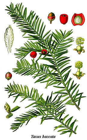 Taxus baccata : crédit Wikipedia