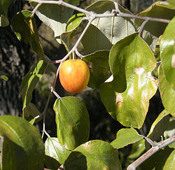 jujubier tropical et son fruit le jujube : crédit wikipedia
