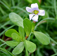 Fleur de bacopa ou brahmi, bacopa monnieri : crédit Wikipedia