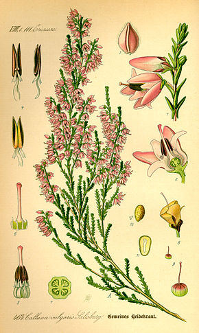  La bruyère callune, Calluna vulgaris, crédit Wikipedia