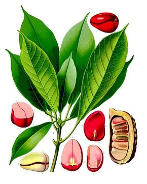la noix de cola, plante et fruit crédit Wikipedia