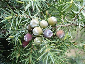 genevrier cade Juniperus oxycedrus : crédit Wikipedia