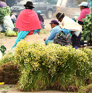 matricaria recutita ou manzanilla sur un march� en Equateur
