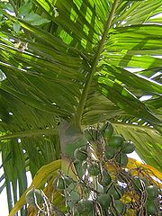betel nut areca nut areca tree from wikipedia
