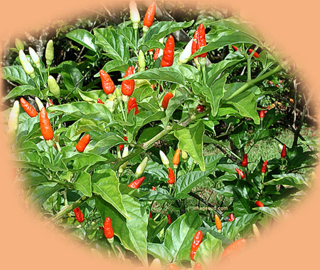 Piment capsicum frutescens