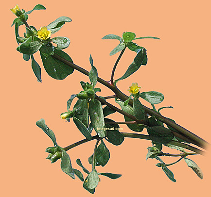 pourpier, Portulacca oleracea