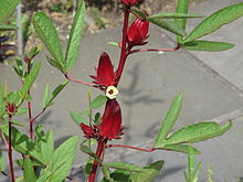 hibiscus sabdariffa credit wikipedia
