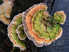 Polypore versicolor, Trametes versicolor, Coriolus versicolor : Crédit Wikipedia