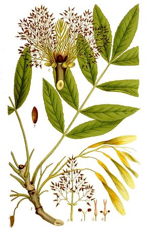 Frene, Fraxinus excelsior : Crédit Wikipedia