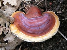 Ganoderma lucidum en fin de croissance : crédit Wikipedia