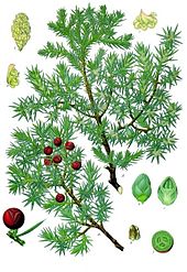genevrier cade Juniperus oxycedrus : crédit Wikipedia