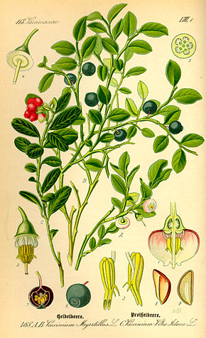 credit wikipedia