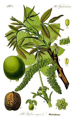credit wikipedia