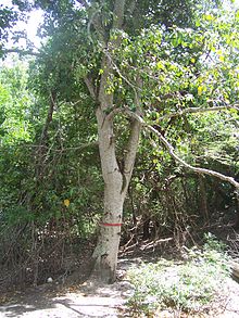 MANCHINEEL AND BLINDING TREE – Herbal Medicine