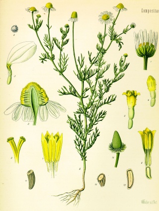La camomille allemande ou matricaire, Matricaria recutita= Matricaria chamomilla : crédit Wikipedia