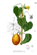 momordica cochinchinensis crédit wikipedia