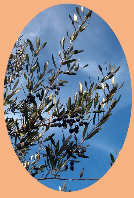 Branche d'olivier avec olives, OLEA EUROPEA 