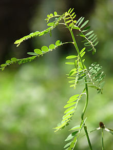 Phyllanthus niruri : Crédit Wikipedia