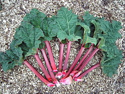 Rhubarbe : crédit Wikipedia