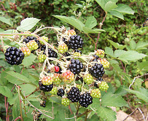 La Ronce et les mures Rubus fructicosus : crédit Wikipedia