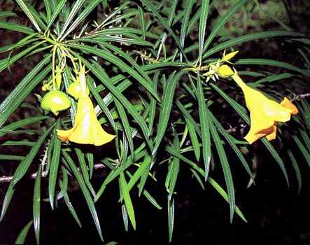 le Laurier jaune Thevetia peruviana = neriifolia