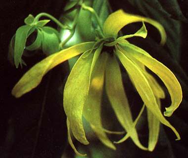 fleur d'ylang-ylang cananga odorata